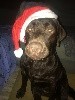  - Merry Christmas by Sweet Loving Labs